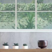 stickpretty_sheer_privacy_window_film_dragonflies_slt.jpg